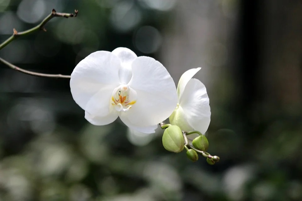 白い一輪の胡蝶蘭